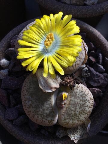 Lithops pseudotruncatella ssp. pseudotruncatella