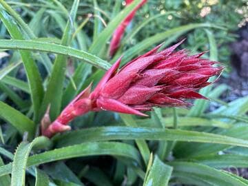 Aechmea recurvata var. recurvata