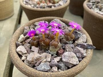 Conophytum lithopsoides ssp. lithopsoides