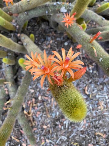 Cleistocactus winteri