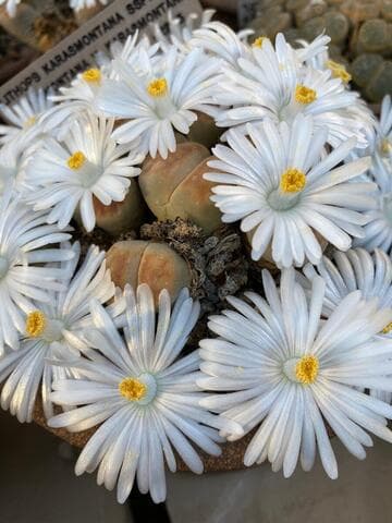 Lithops karasmontana ssp. karasmontana var. karasmontana