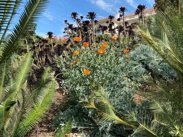 Glaucium flavum var. aurantiacum