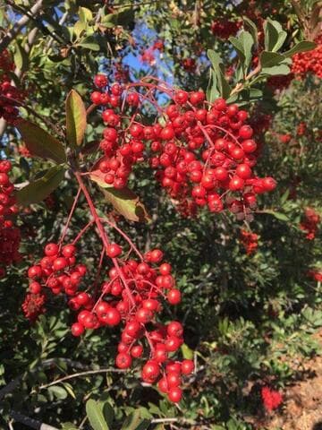 Heteromeles arbutifolia