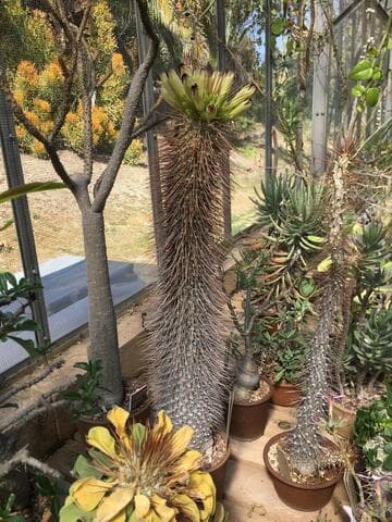 Pachypodium namaquanum