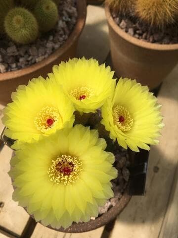 Parodia ottonis