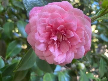 Camellia japonica 'Wilder's Rose'