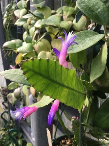 Pseudorhipsalis amazonica