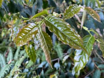 Camellia flava
