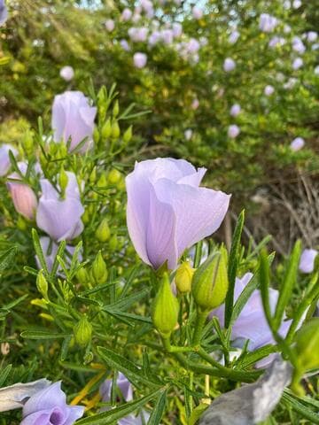 Alyogyne 'Lady Barbara Rose'