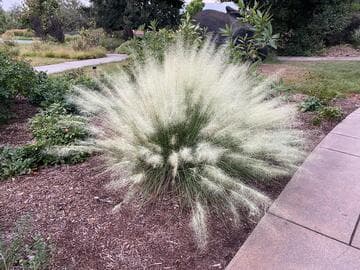 Muhlenbergia capillaris 'White Cloud'