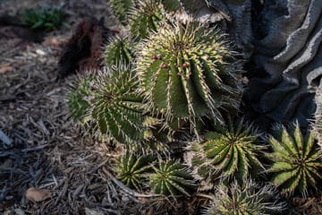 Euphorbia horrida var. noorsveldensis