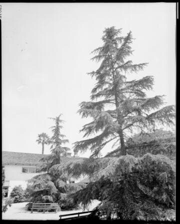 Trees and buildings, Polytechnic Elementary School, 1030 East California, Pasadena. May 23, 1941