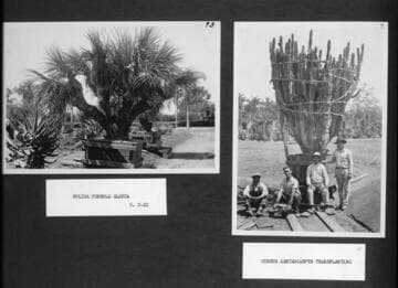 Desert garden views of the transplanting of cereus and nolina specimens