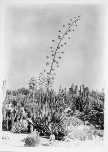 Agave wildingi