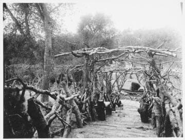 Wisteria pergola in the Japanese garden, 1913-1915
