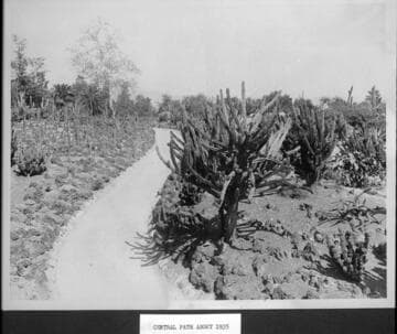 Desert garden, general view, central path, circa 1935