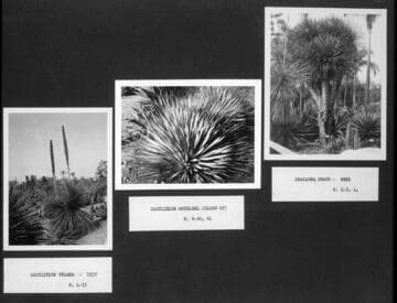 Desert garden views of dasylirion and dracaena specimens