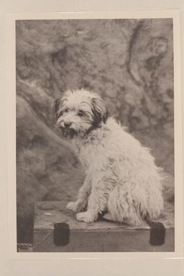 "Pansy" the mascot.  Dark Canyon in Cataract Canyon.  Pathe-Bray party