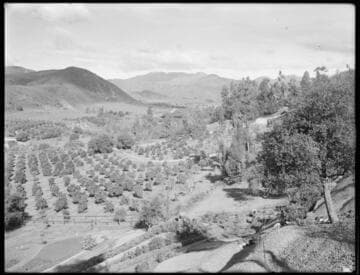 Orchards in the Arroyo Seco, Pasadena. approximately 1907?