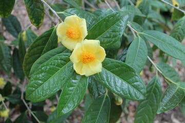 Camellia nitidissima var. nitidissima